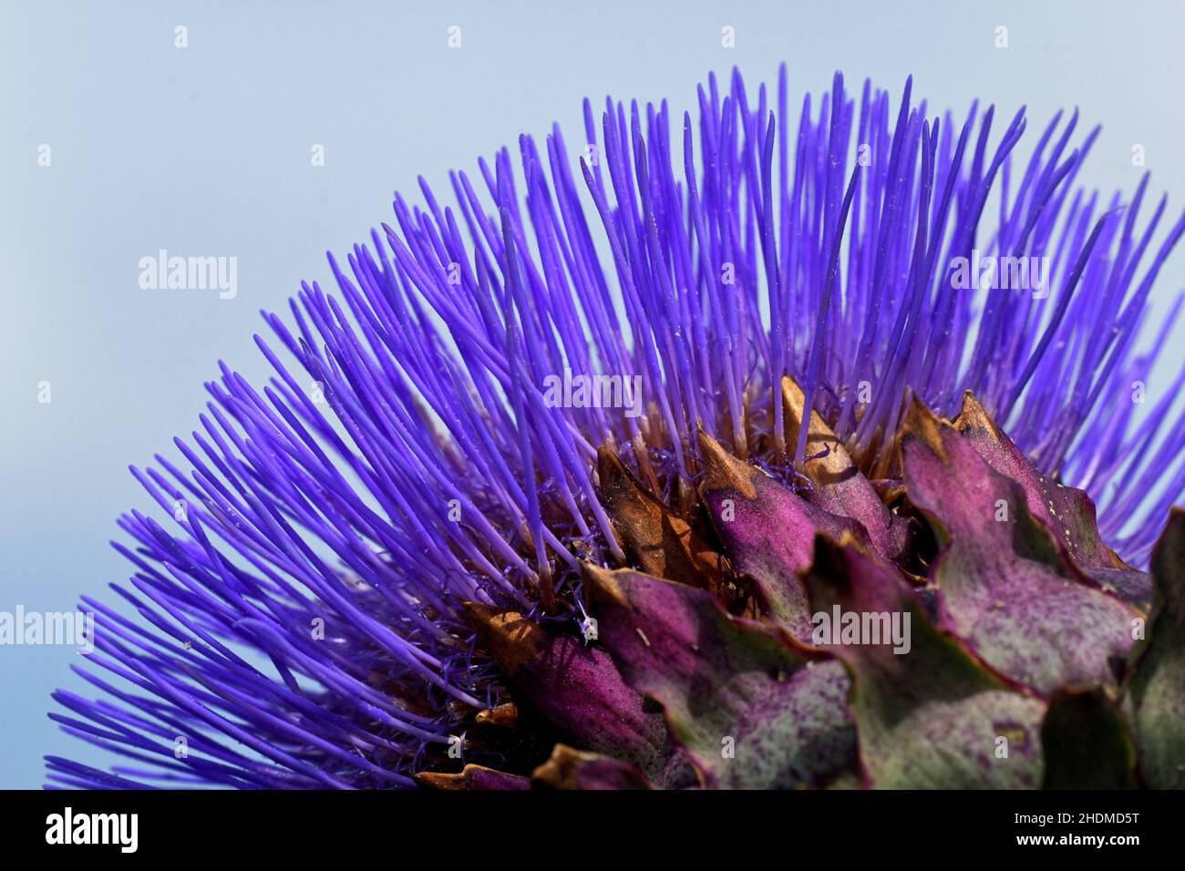 fiore di carciofo, fiori di carciofo Foto Stock