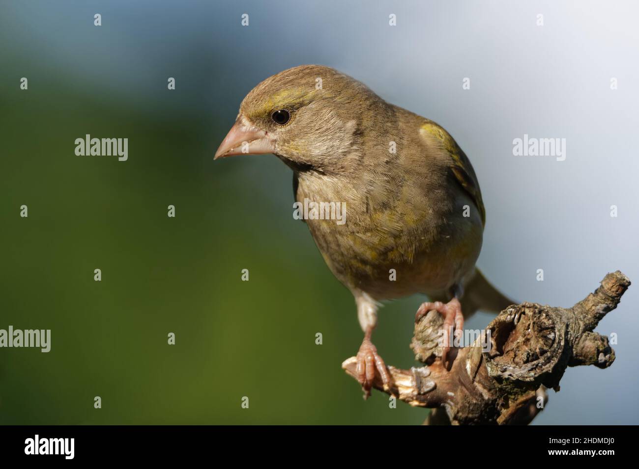 uccello, finca, finca verde, uccelli, finchi, finchi verdi Foto Stock