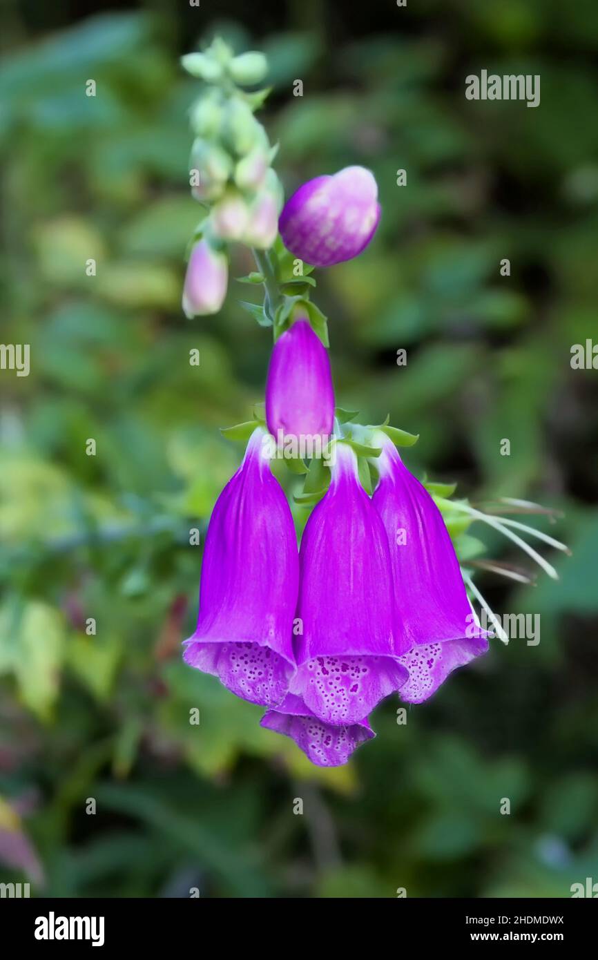 foxglove, piante velenose, foxglove Foto Stock