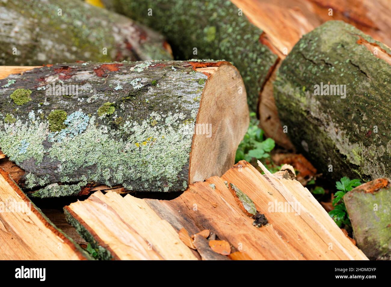 faggio, legna da ardere, faggio, legna da ardere Foto Stock