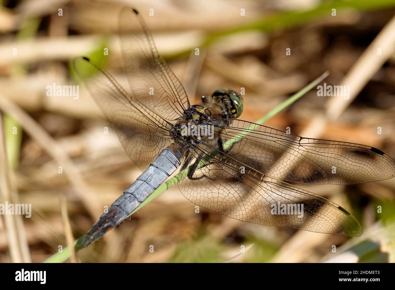 skimmer con fodera nera, skimmer con fodera nera Foto Stock