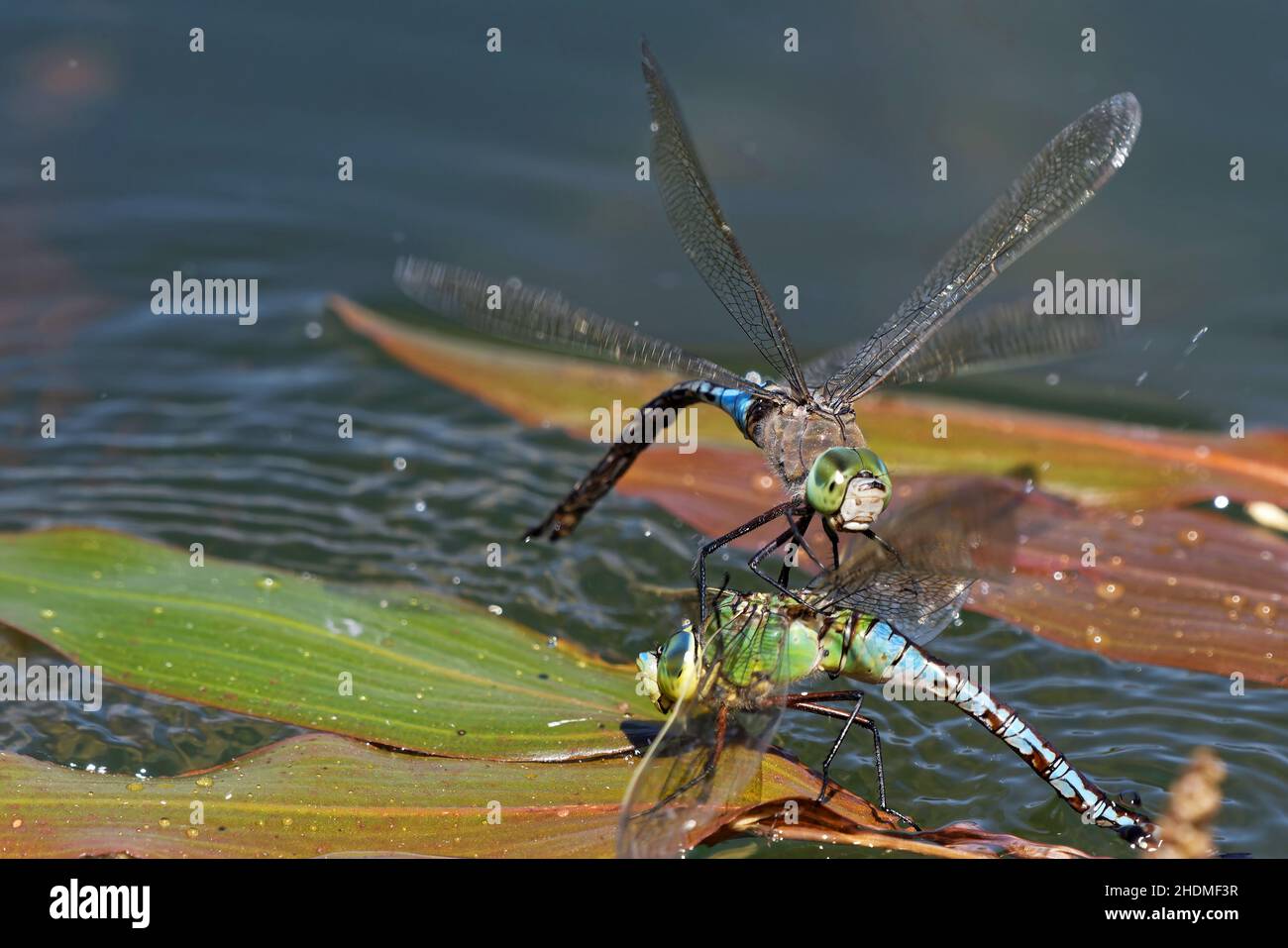 accoppiamento, dragonfly imperatore, libellule imperatore Foto Stock