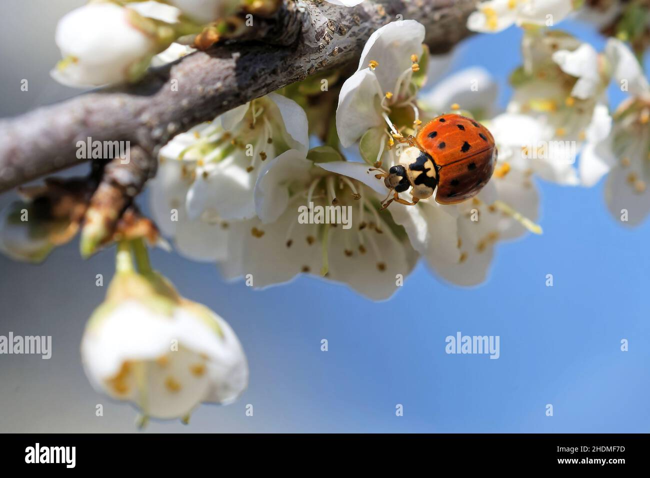 Asian ladybeetle Foto Stock