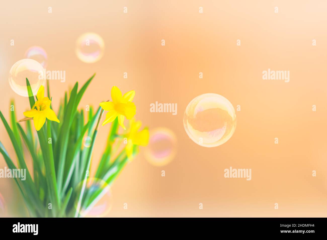 Primavera sfondo floreale. Cornice di narcischi o fiori di daffodil su sfondo giallo vista dall'alto piatto. Concetto di Pasqua, Giornata Internazionale della Donna Foto Stock