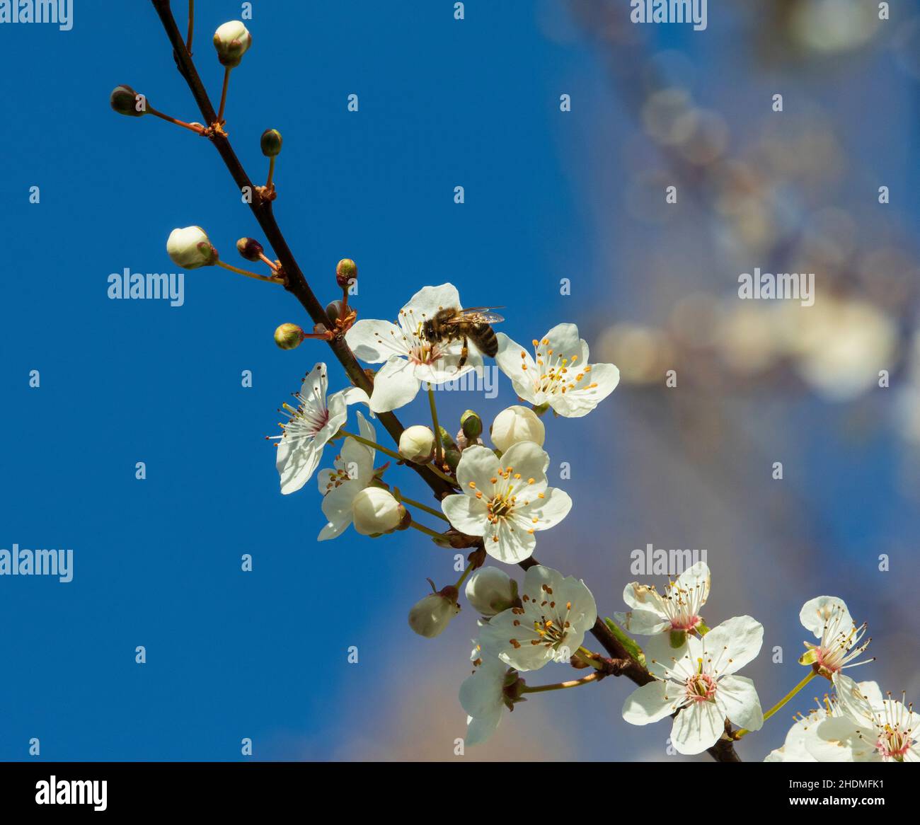 api mellifera ape miele Foto Stock