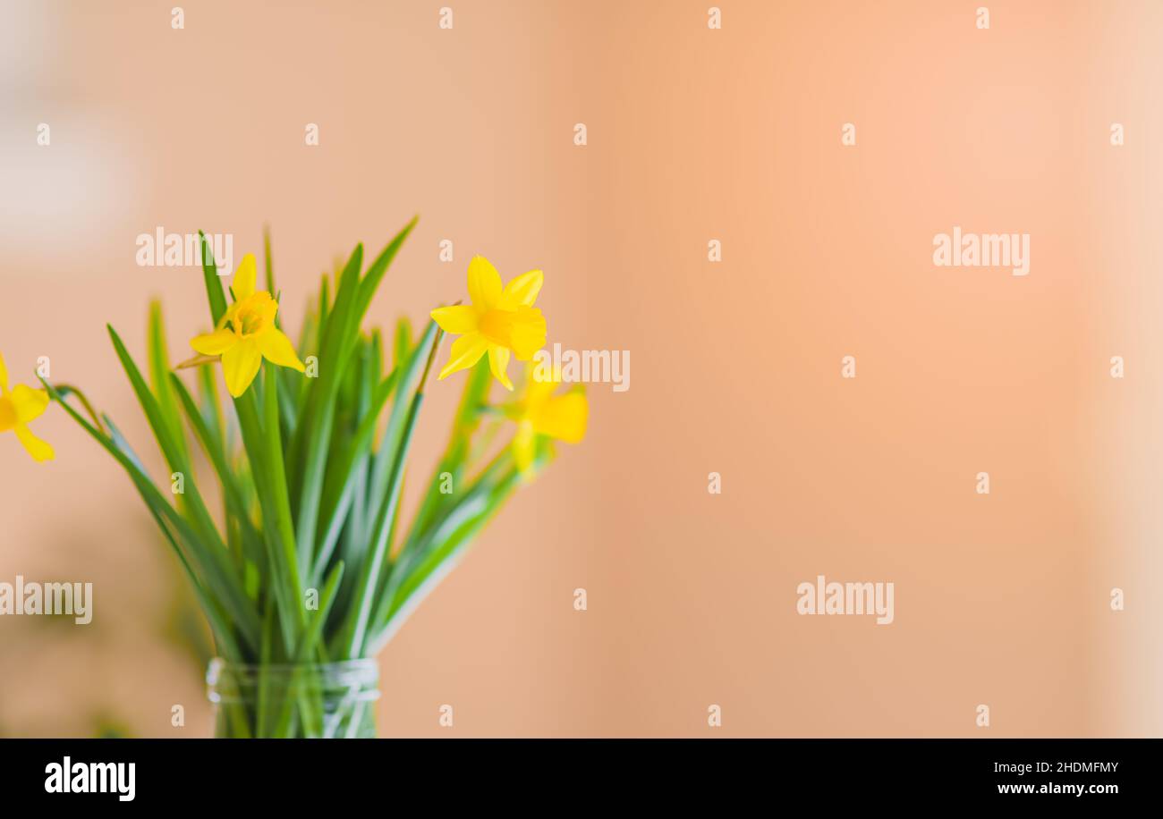 Primavera sfondo floreale. Cornice di narcischi o fiori di daffodil su sfondo giallo vista dall'alto piatto. Concetto di Pasqua, Giornata Internazionale della Donna Foto Stock