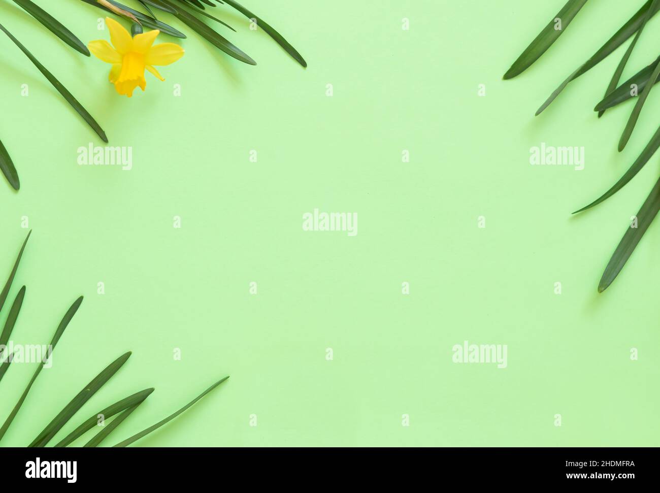 Primavera sfondo floreale. Cornice di narcischi o fiori di daffodil su sfondo verde vista dall'alto piatto. Concetto di Pasqua, Giornata Internazionale della Donna Foto Stock