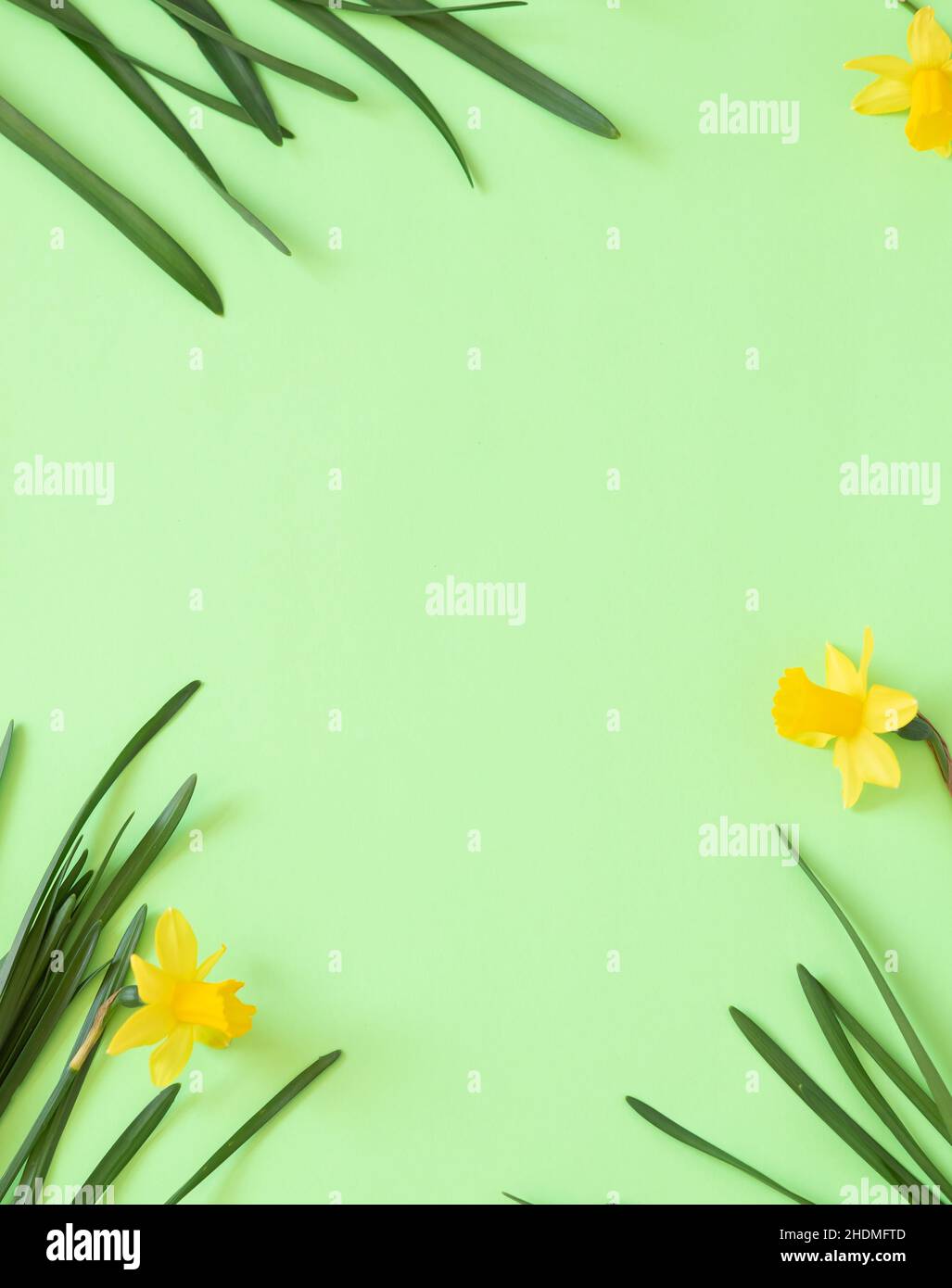 Primavera sfondo floreale. Cornice di narcischi o fiori di daffodil su sfondo verde vista dall'alto piatto. Concetto di Pasqua, Giornata Internazionale della Donna Foto Stock