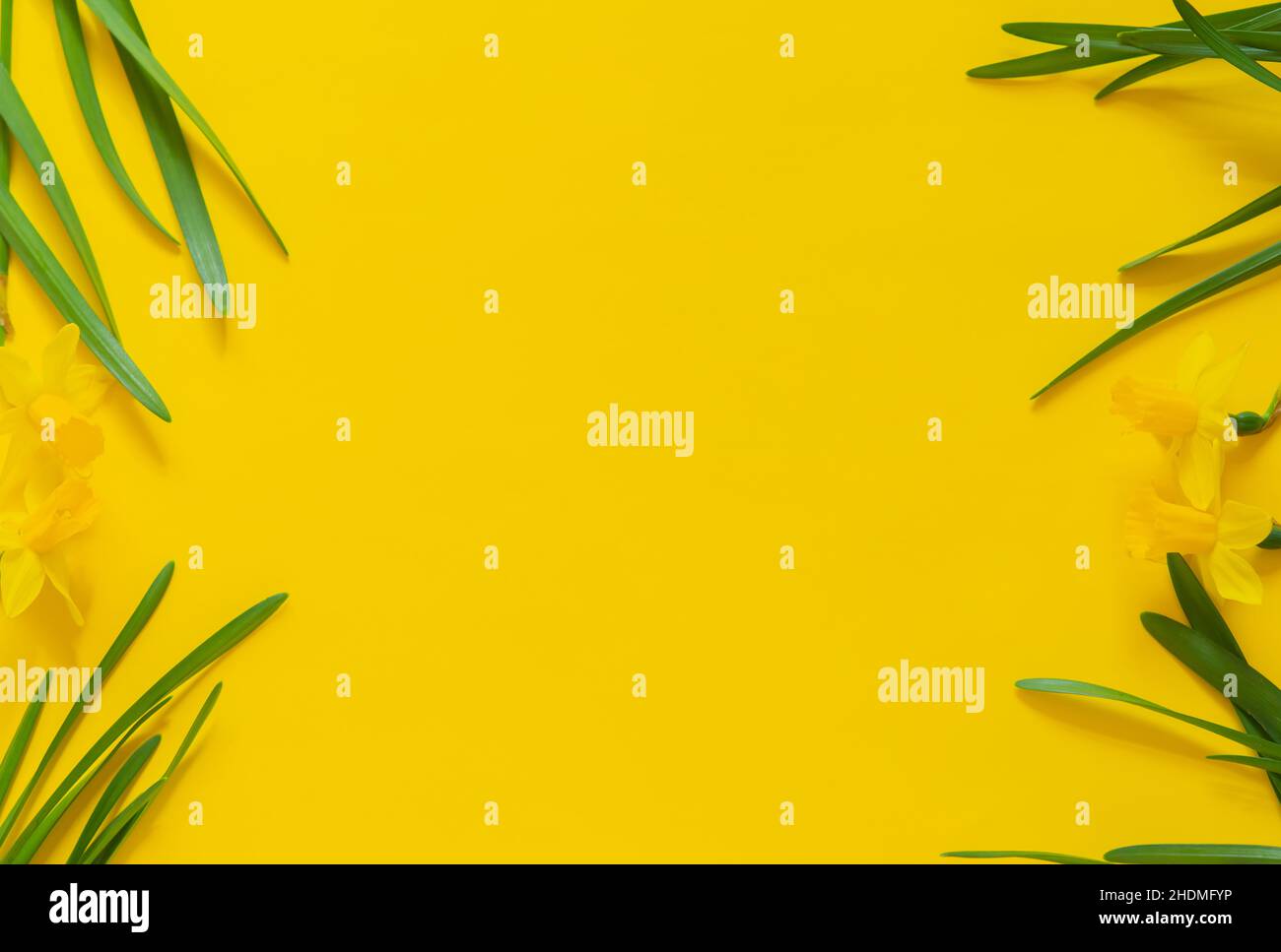 Primavera sfondo floreale. Cornice di narcischi o fiori di daffodil su sfondo giallo vista dall'alto piatto. Concetto di Pasqua, Giornata Internazionale della Donna Foto Stock