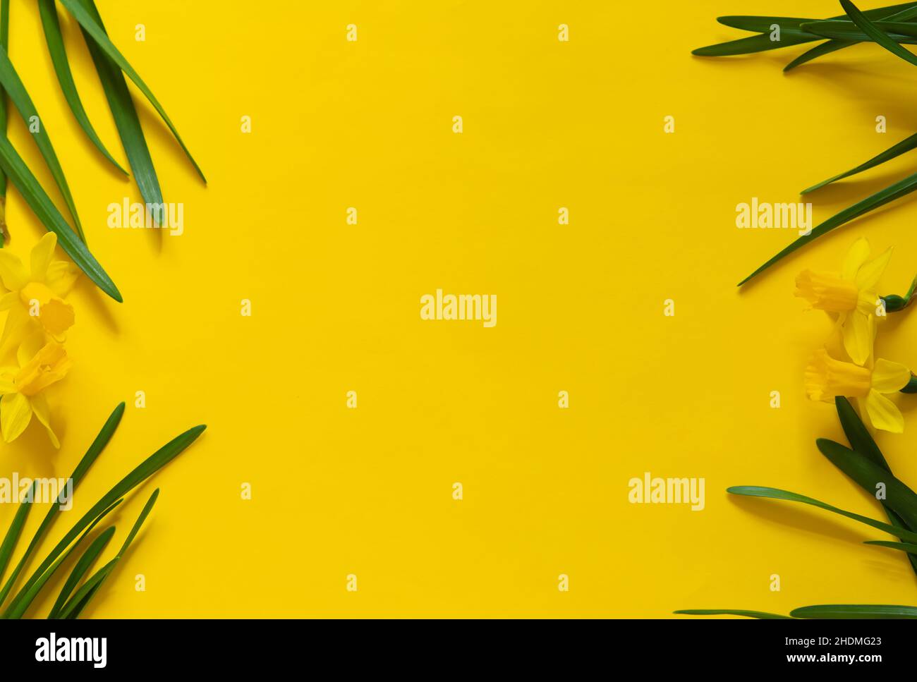 Primavera sfondo floreale. Cornice di narcischi o fiori di daffodil su sfondo giallo vista dall'alto piatto. Concetto di Pasqua, Giornata Internazionale della Donna Foto Stock