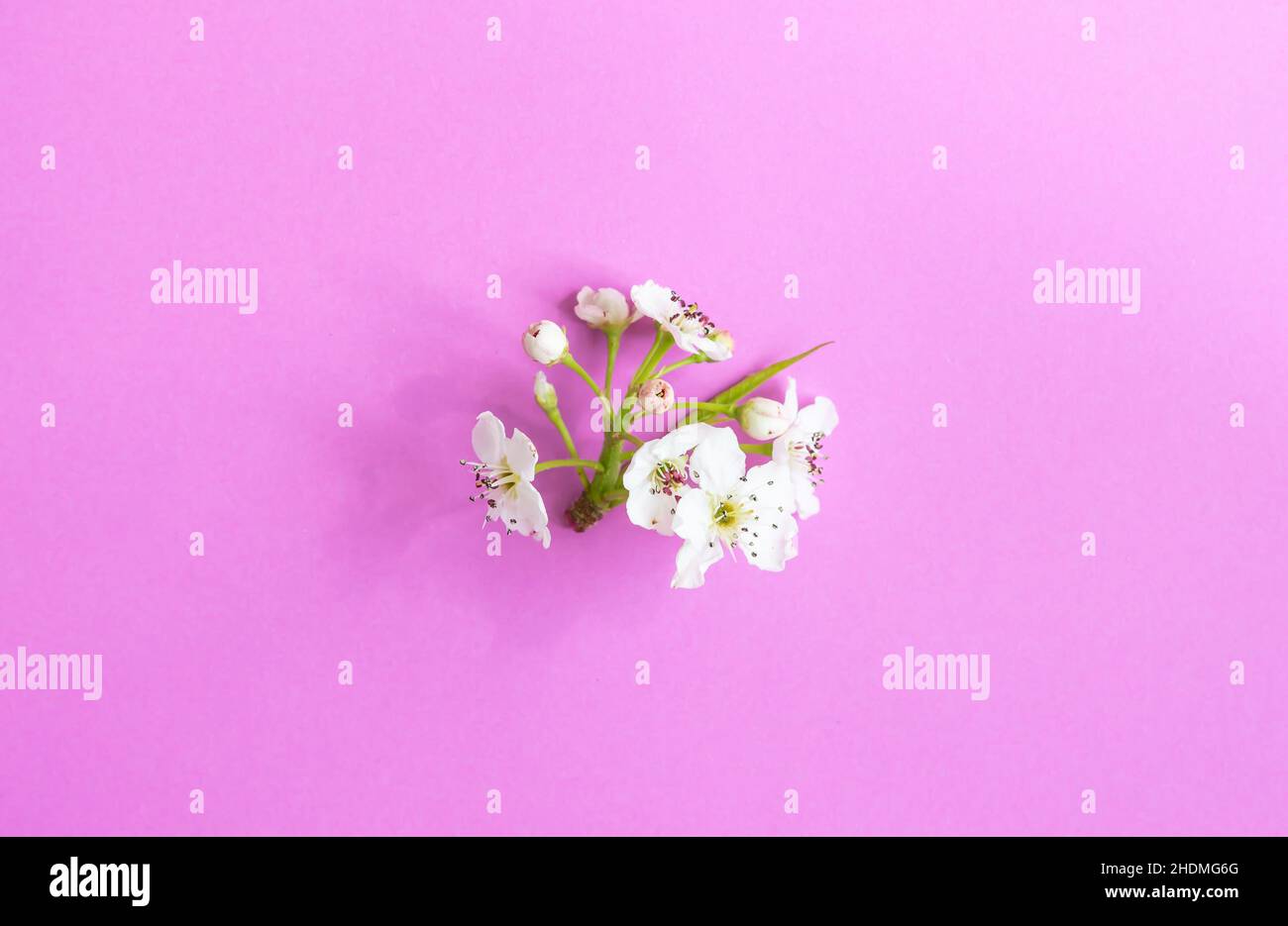 Primavera bianco mela fiore rami su rosa. Motivo floreale. Spazio per il testo. Banner o modello. Vista dall'alto, disposizione piatta. Foto Stock