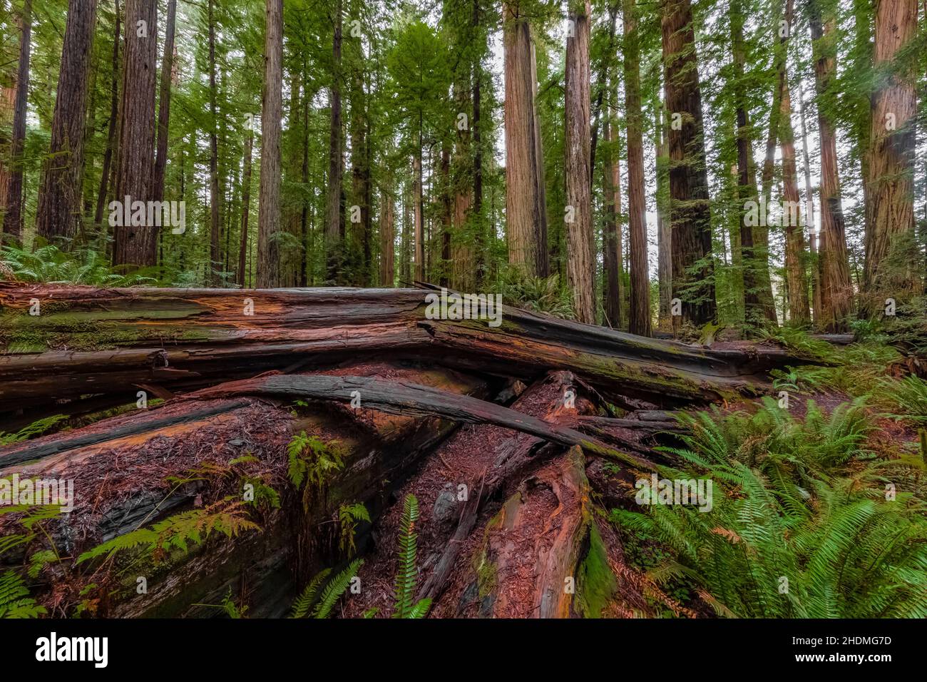 Fallen Coast Redwood Log in Stout Memorial Grove in Jedediah Smith Redwoods state Park in Redwood National and state Parks, California, USA Foto Stock