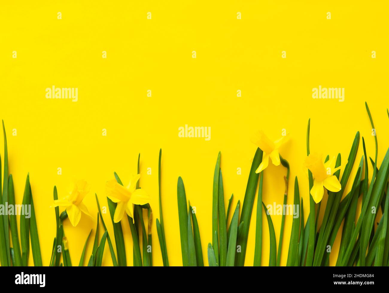 Primavera sfondo floreale. Cornice di narcischi o fiori di daffodil su sfondo giallo vista dall'alto piatto. Concetto di Pasqua, Giornata Internazionale della Donna Foto Stock