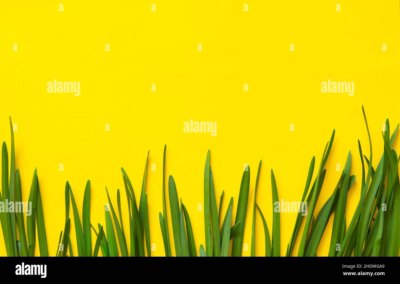 Primavera sfondo floreale. Cornice di narcischi o fiori di daffodil su sfondo giallo vista dall'alto piatto. Concetto di Pasqua, Giornata Internazionale della Donna Foto Stock