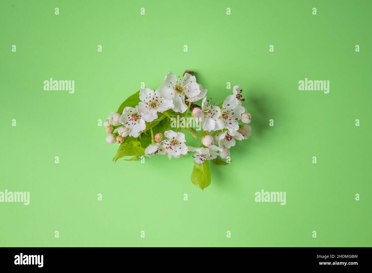 Happy Mother's Day primavera sfondo floreale con spazio per la copia del testo Foto Stock