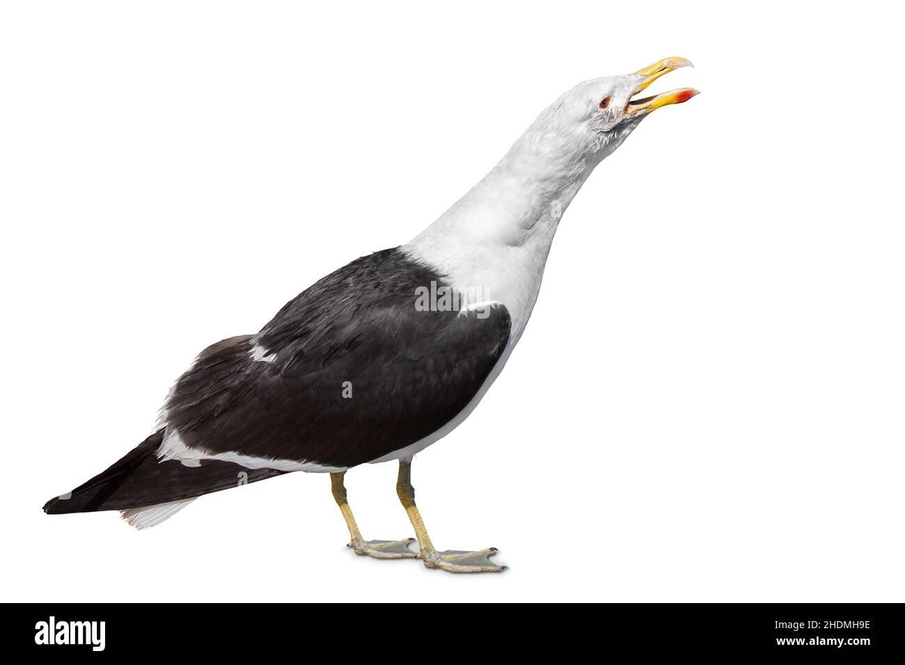 seagull, gabbiano di belcher, gabbiano a coda di nastro, gabbiano di belcher, gabbiano di belcher, larus belcheri Foto Stock