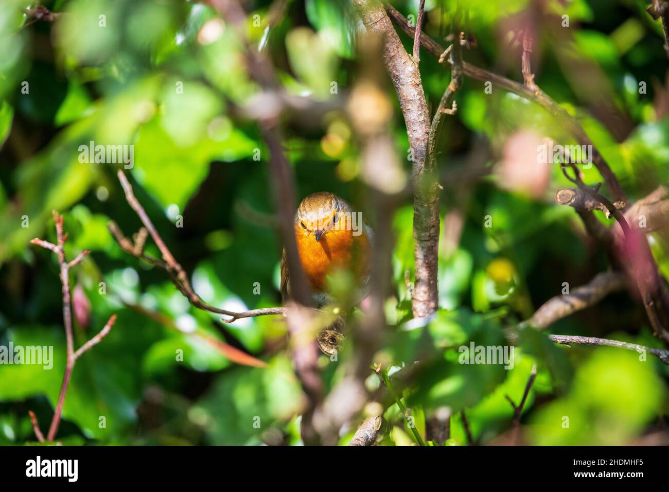Erithacus rubecula robin redbreast Foto Stock