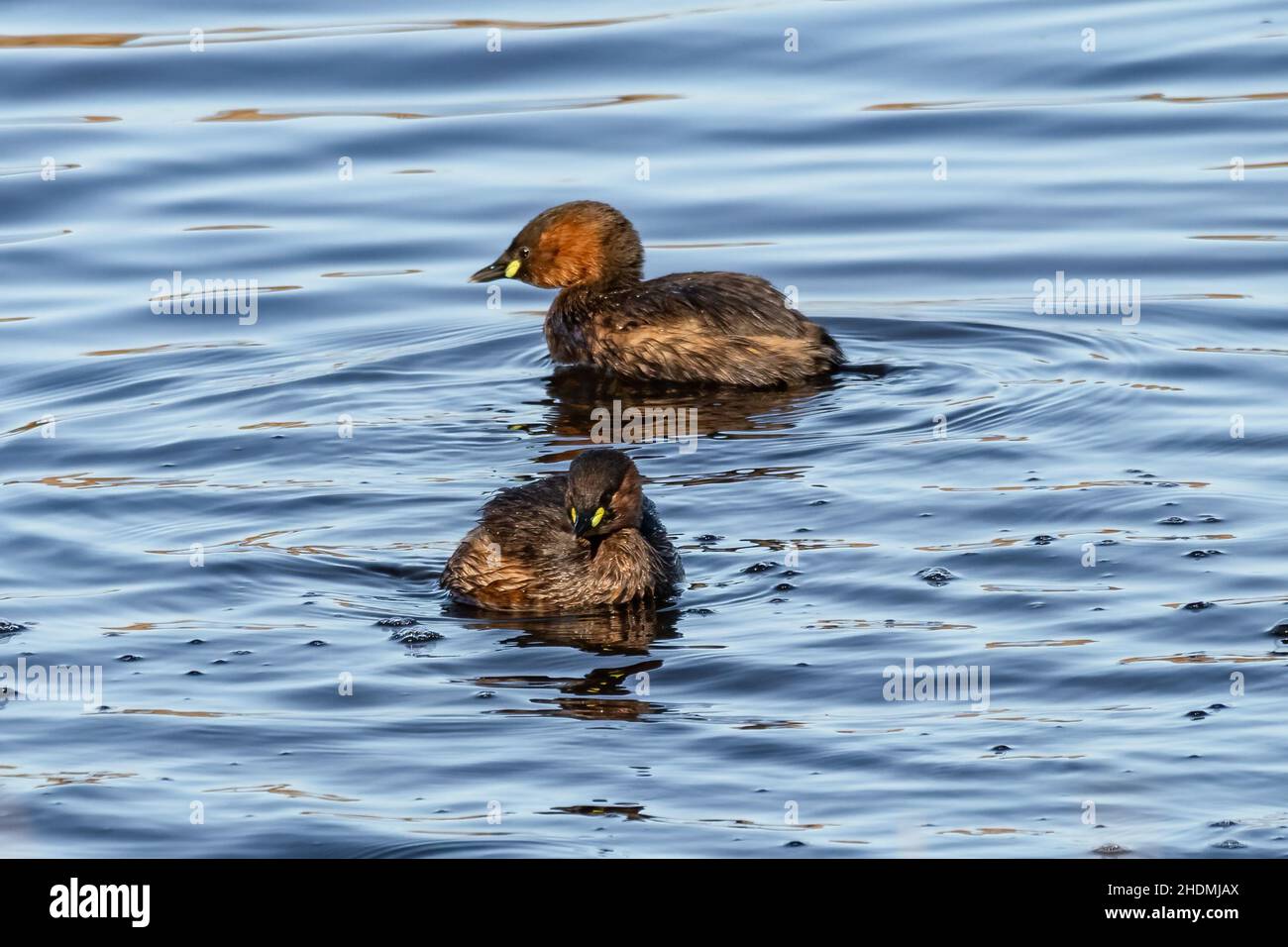 Due piccoli grovigli (Tachybaptus ruficollis), noti anche come dabchick, fanno parte della famiglia dei grovie di uccelli acquatici Foto Stock