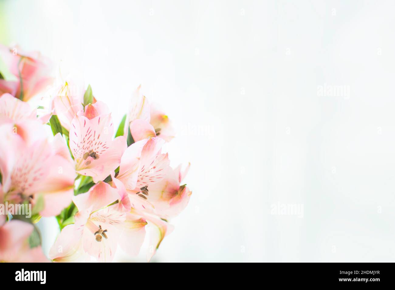 Bouquet di fiori di Lily con spazio per la copia del testo Foto Stock