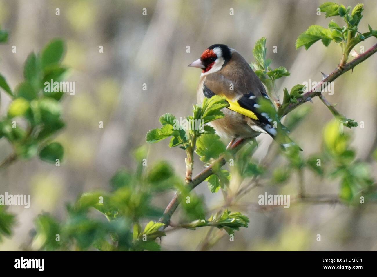 Cardellino appollaiate su un ramo Foto Stock
