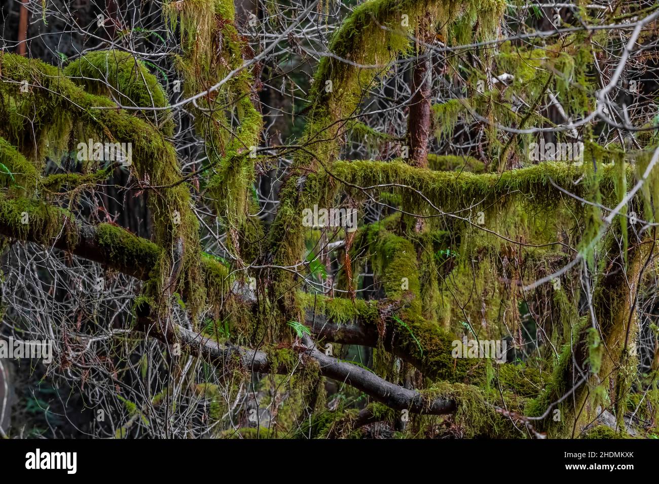 Acero Mossy a Stout Memorial Grove in Jedediah Smith Redwoods state Park in Redwood National and state Parks, California, USA Foto Stock
