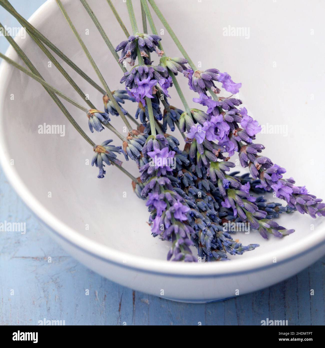 lavanda, pianta aromatica, lavanda, piante aromatiche Foto Stock