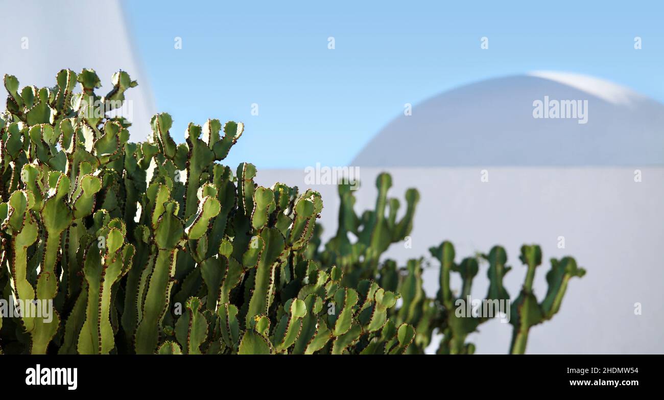 cactus, cactis Foto Stock