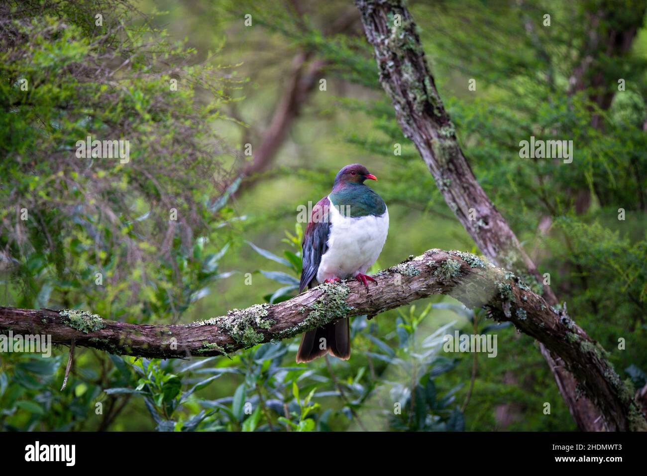 un kereru, o piccione nativo perches su un ramo nel cespuglio, Isola del Nord, Nuova Zelanda Foto Stock