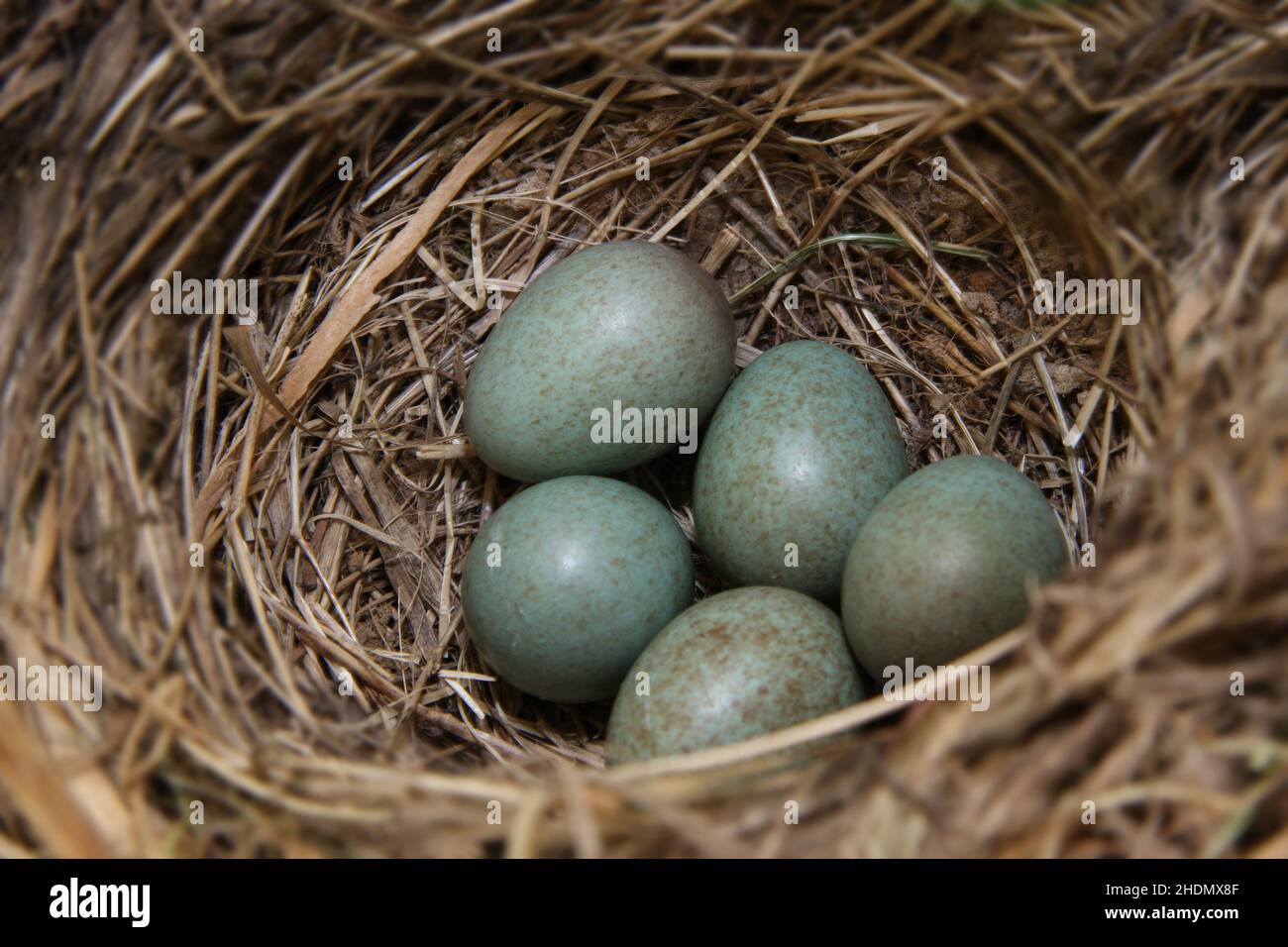 nido d'uccello, uovo d'uccello, nido d'uccello, nidi d'uccello, uova d'uccello, blackbird, nidi di blackbird Foto Stock