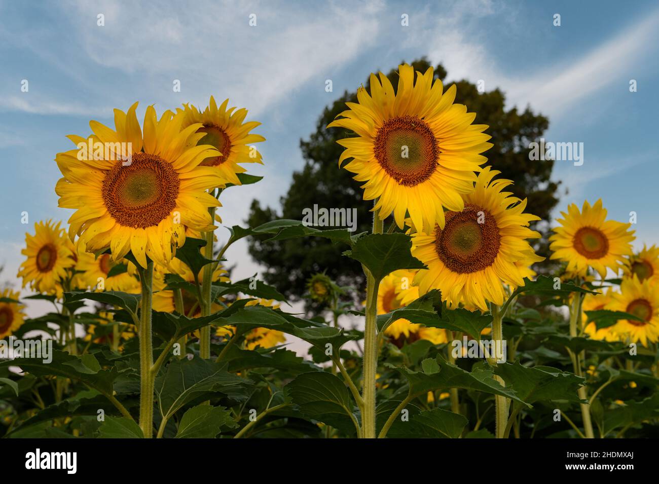 Gruppo di girasoli contro il cielo - estate Foto Stock
