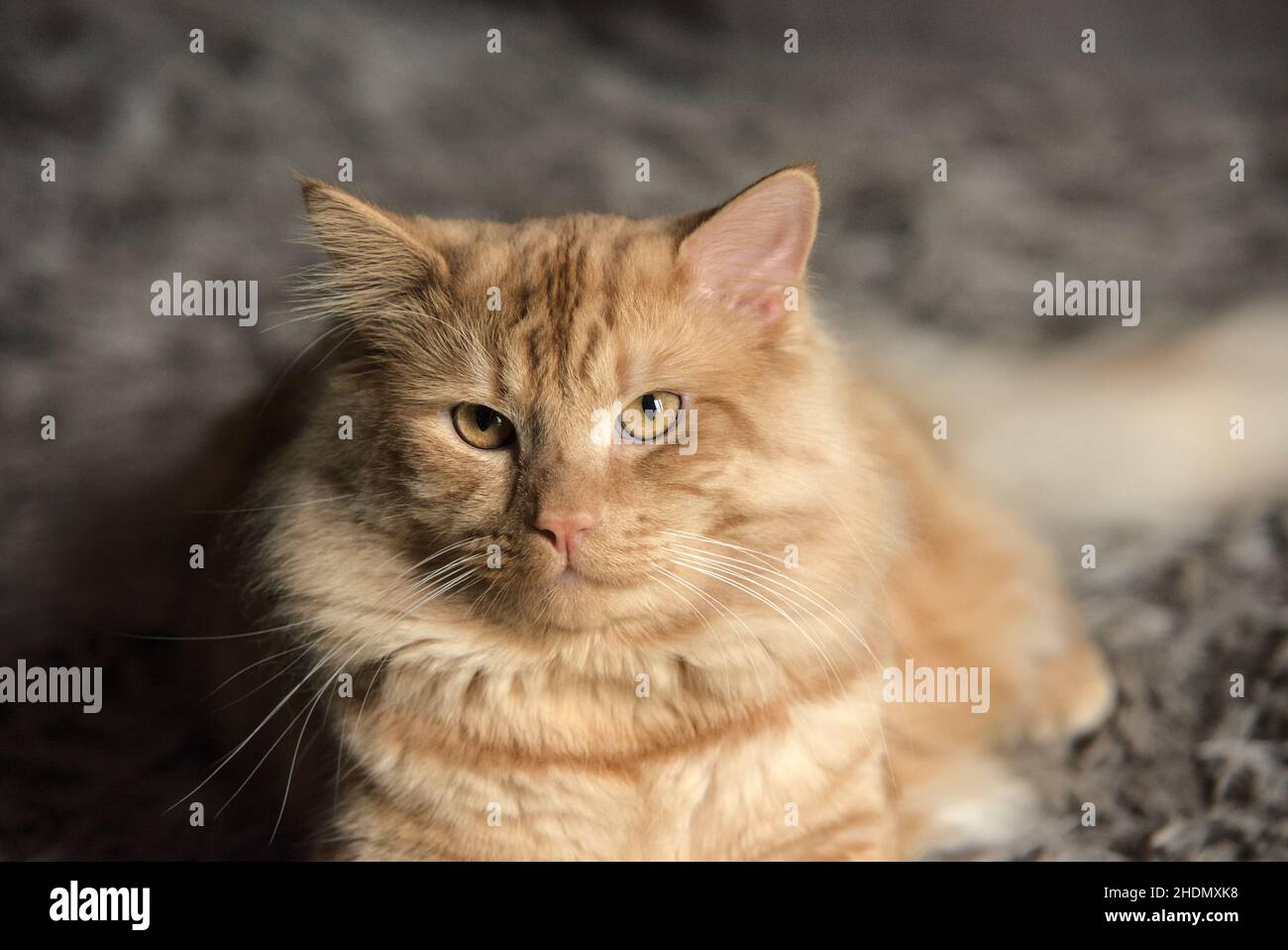 Gatto zenzero con occhi gialli Foto Stock