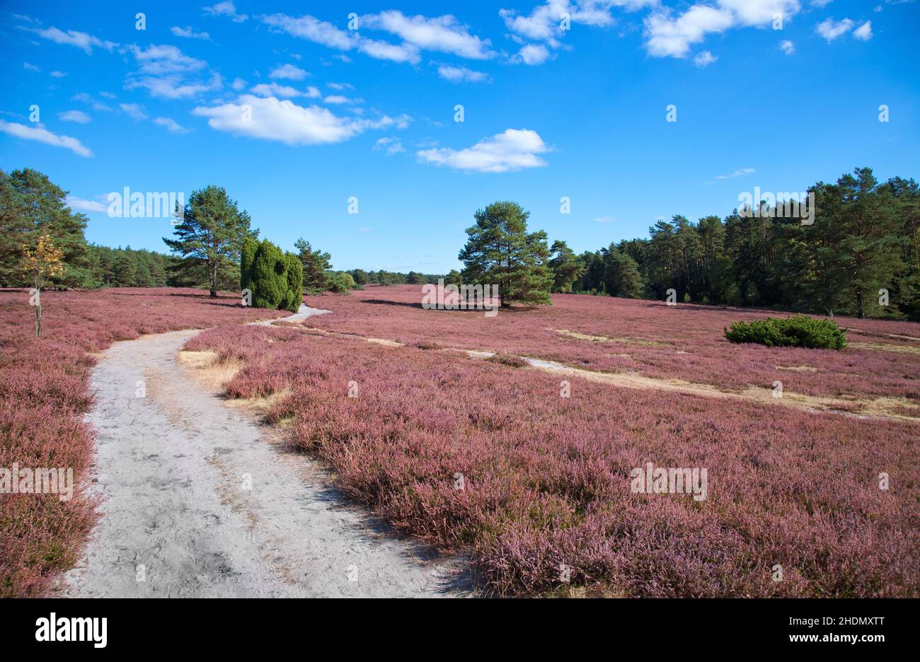 brughiera di lunenburg, brughiera, brughiera di lunenburg, brughiera Foto Stock