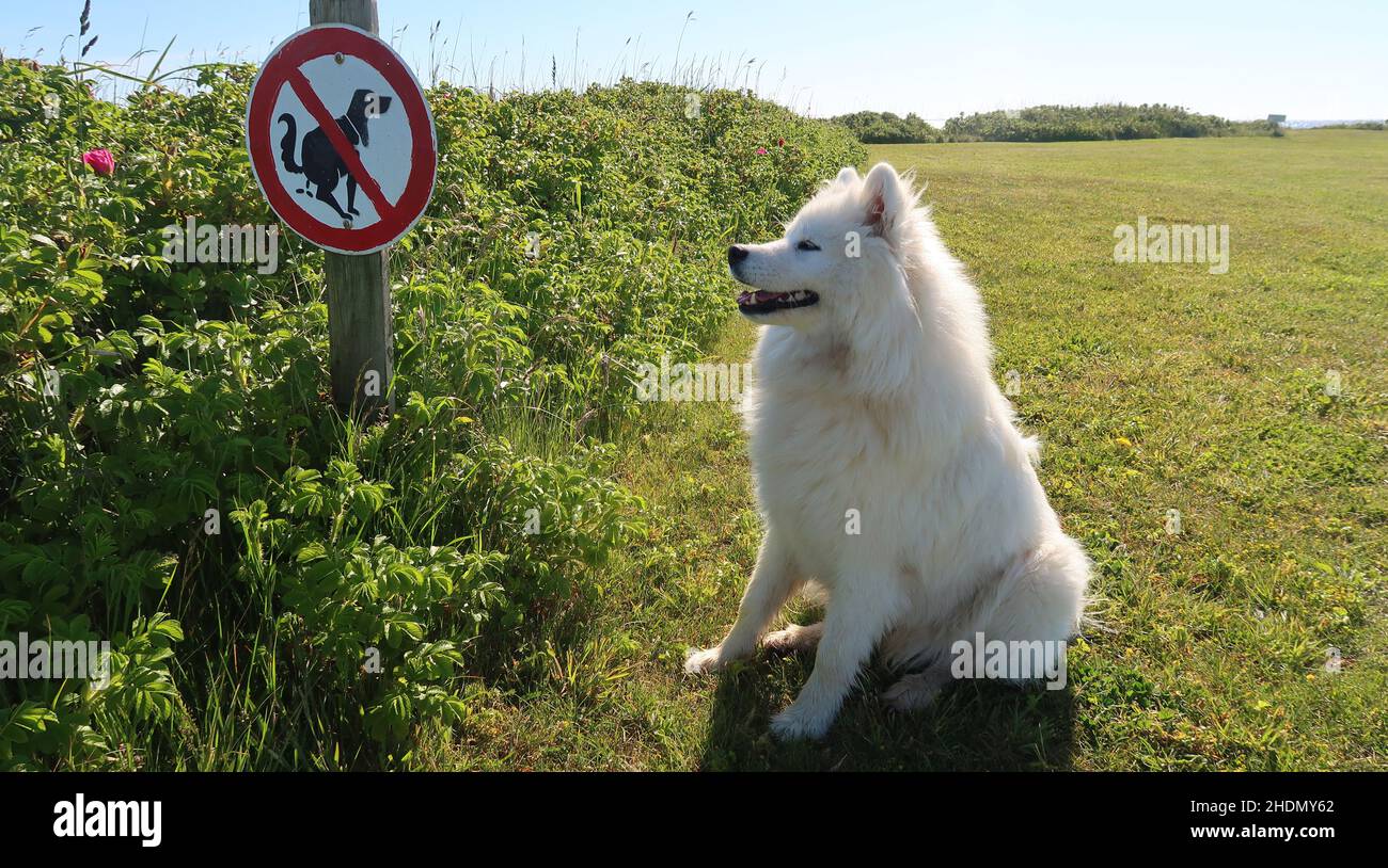 non entrare nel segno, bagno del cane, non entrare nel segno, segno di divieto Foto Stock