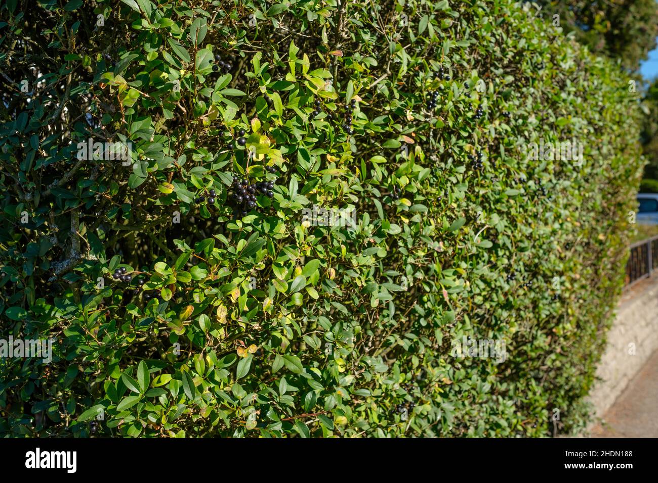 giardinaggio, privato, siepi da giardino, privati Foto Stock