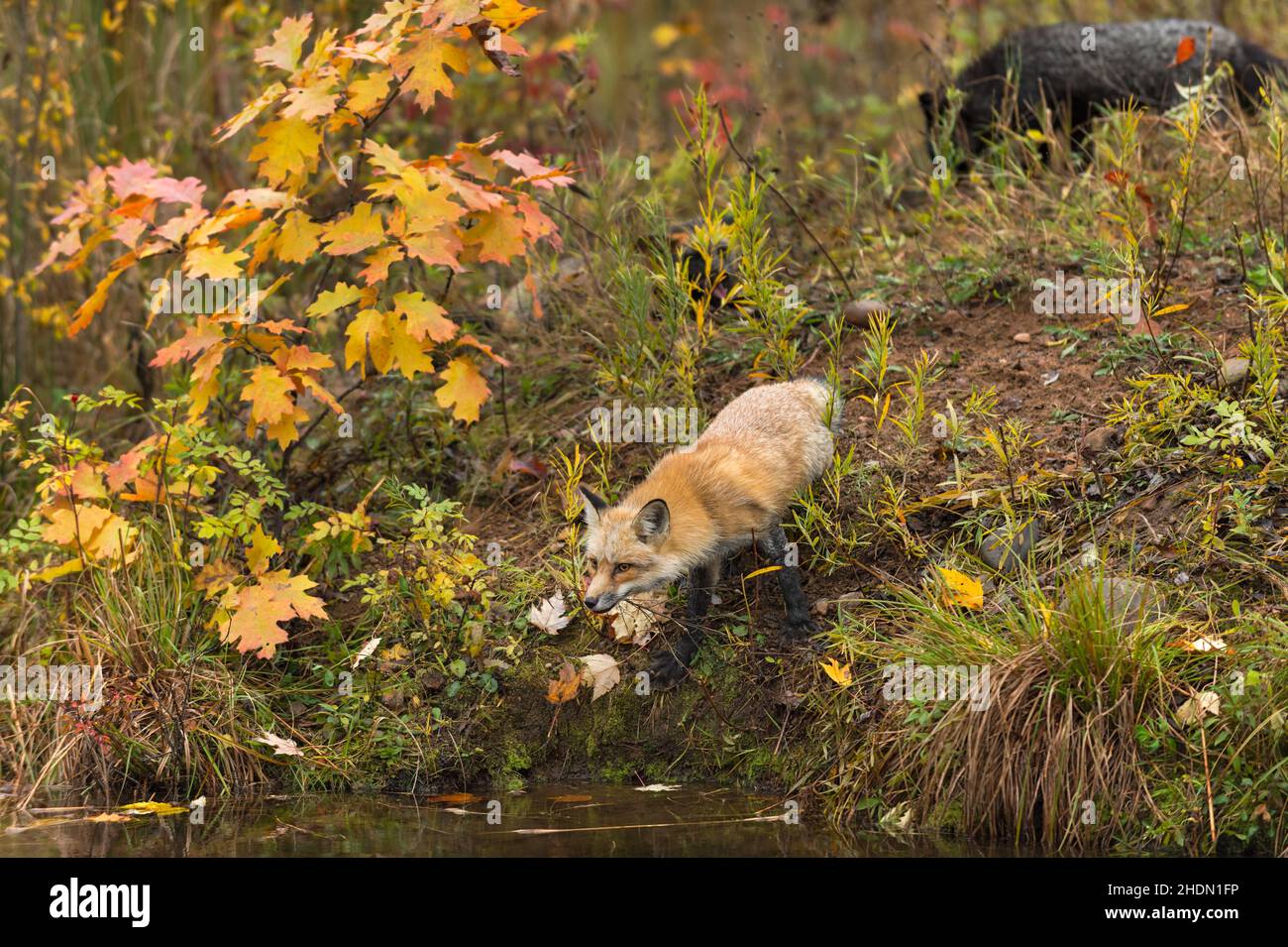 Amber Phase Fox (Vulpes vulpes) si affaccia su acqua Silver Fox passeggiate in background Autunno - Captive animali Foto Stock