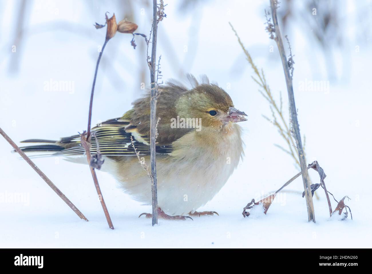 Closeup di un uccello di chaffinch femminile, coelebs di Fringilla, foraging nella neve, impostazione invernale bella fredda Foto Stock