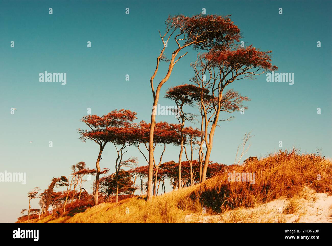mar baltico, darss, alberi spazzati dal vento, mar baltico Foto Stock