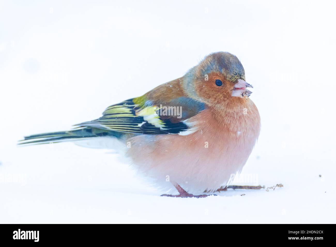 Closeup di un maschio chaffinch, Fringilla coelebs, foraging in neve, bella fredda impostazione invernale Foto Stock