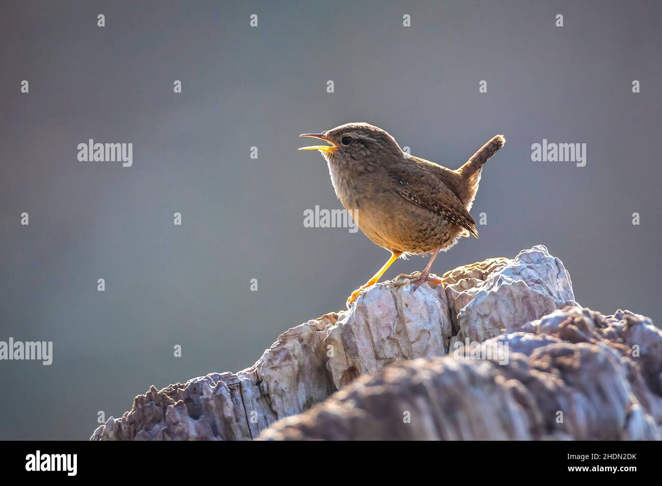 Closeup di un uccello eurasiatico Wren, Troglodytes troglodytes, uccello che canta in una foresta durante la primavera Foto Stock