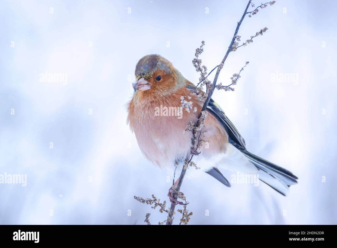 Closeup di un maschio chaffinch, Fringilla coelebs, foraging in neve, bella fredda impostazione invernale Foto Stock