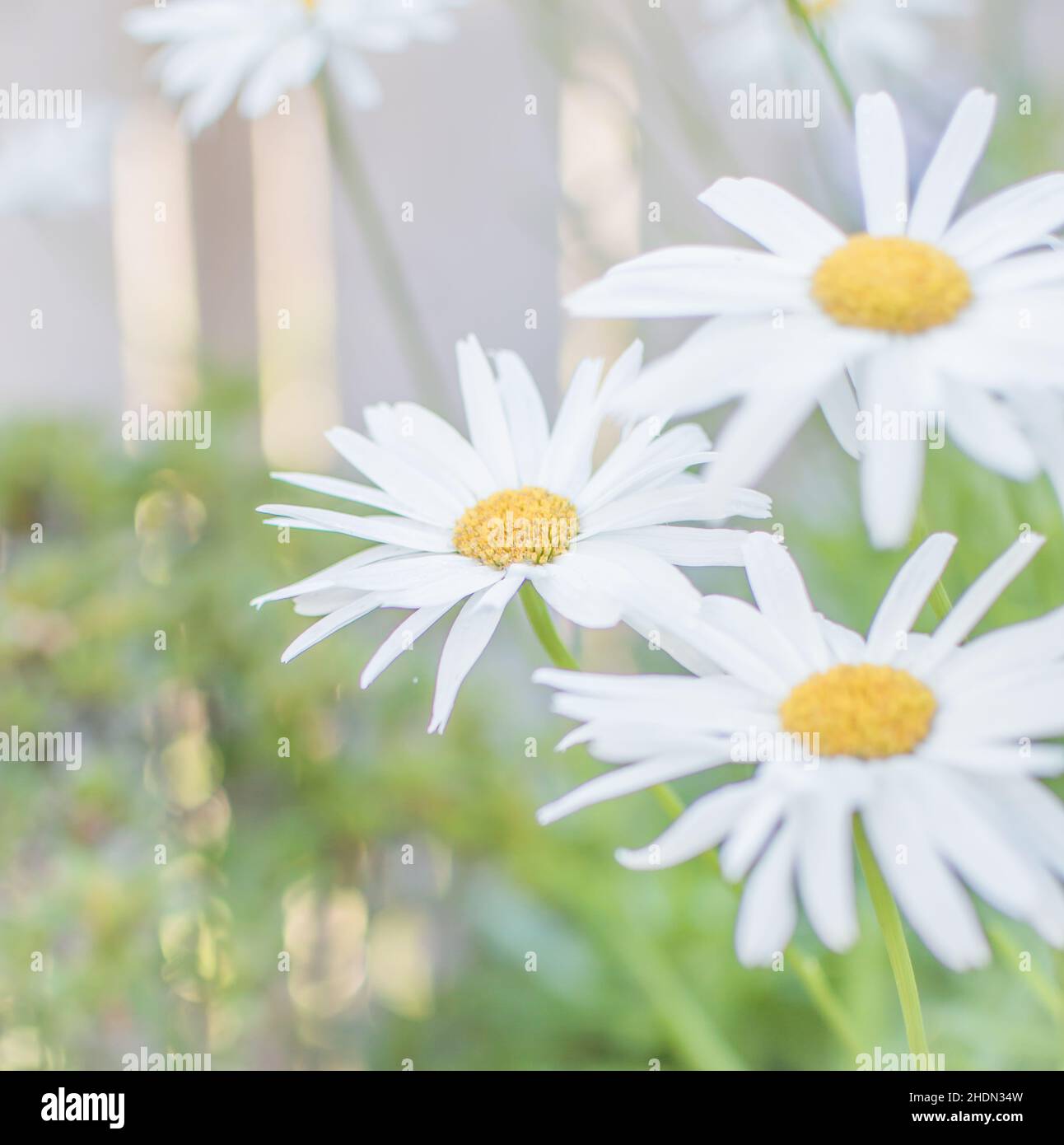 Margherite in fiore in giardino in estate Foto Stock