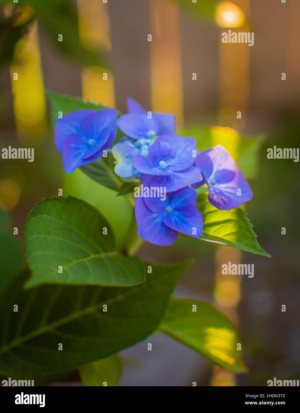 Blu bella fioritura hydrangea, hortensia in estate Foto Stock