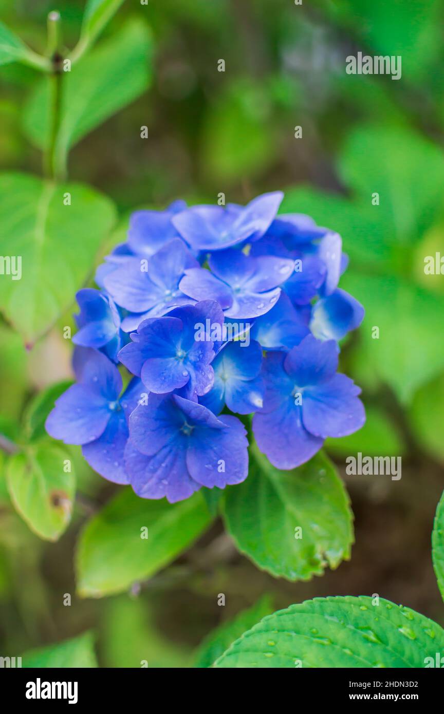Blu bella fioritura hydrangea, hortensia in estate Foto Stock