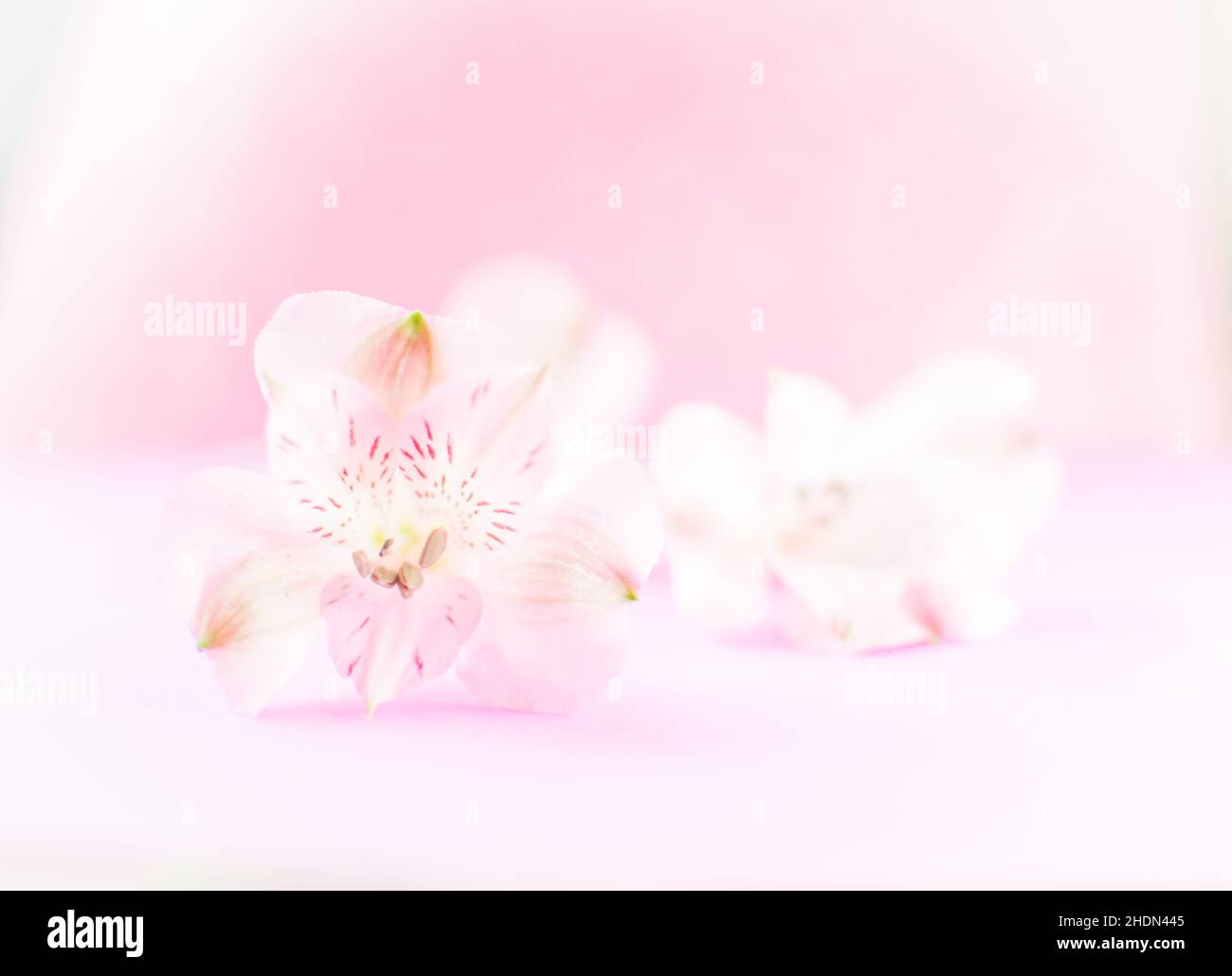 Sfondo pastello floreale astratto con spazio copia. Fiori rosa in morbido stile per matrimonio o biglietto di San Valentino. Foto Stock