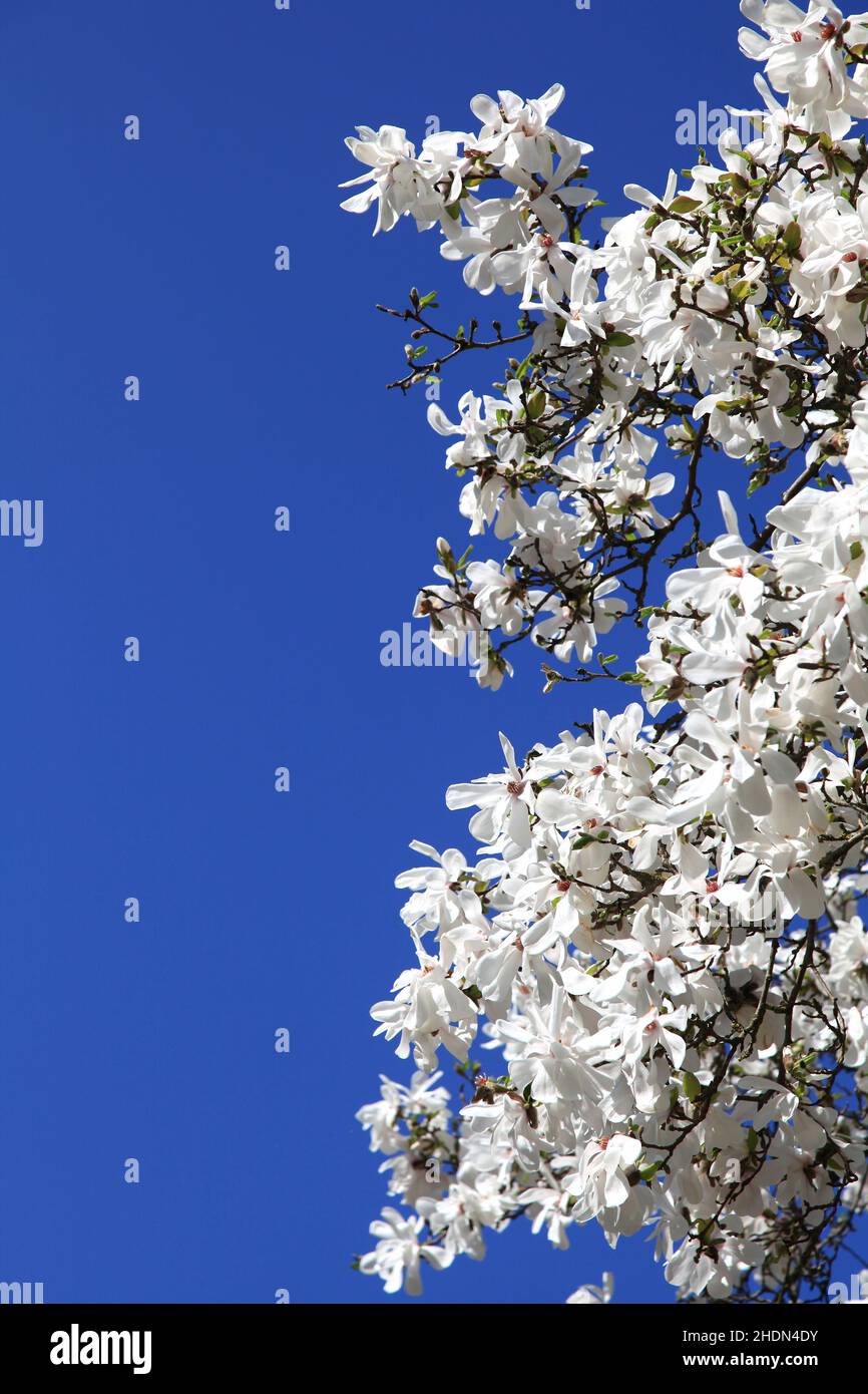 magnolia fiore, magnolia fiori Foto Stock