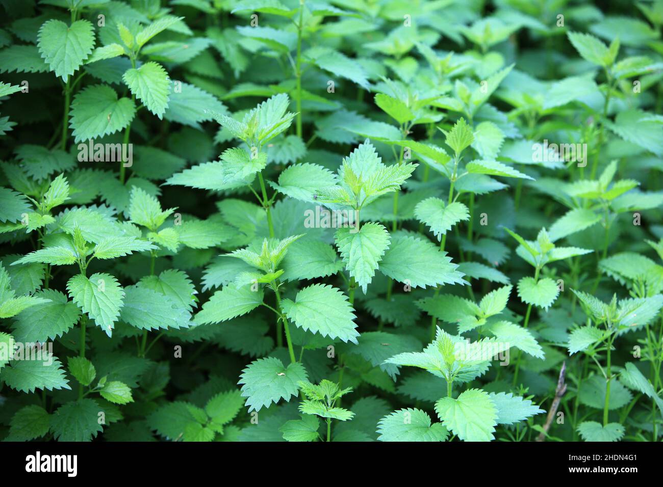 ortica, ortiche Foto Stock