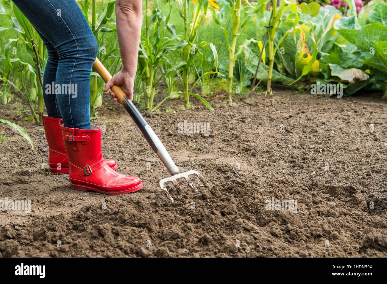 giardino, giardinaggio, hoeing, giardini, cura di pianta, tendente di piante Foto Stock