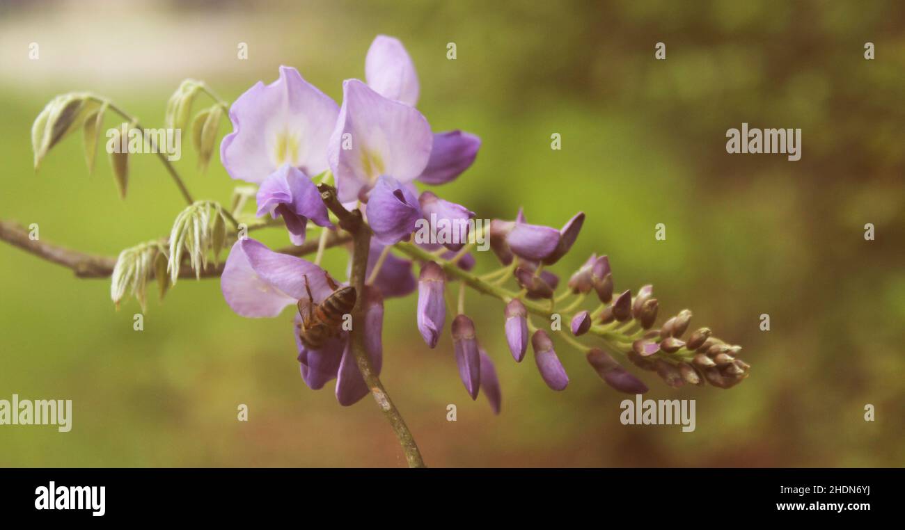 Wisteria viola in primavera - Fabaceae Luguminosae Foto Stock