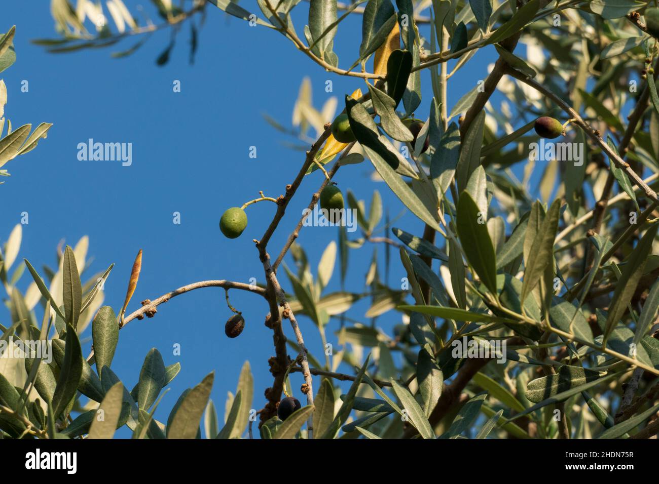 Oliven Früchte mit Blättern, hängen am Baum in einem Olivenhain Foto Stock