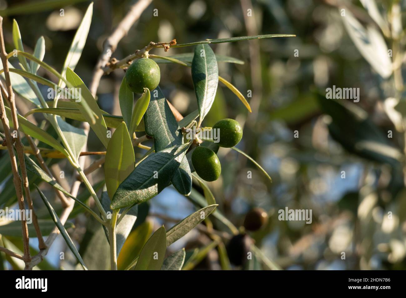 Oliven Früchte mit Blättern, hängen am Baum in einem Olivenhain Foto Stock